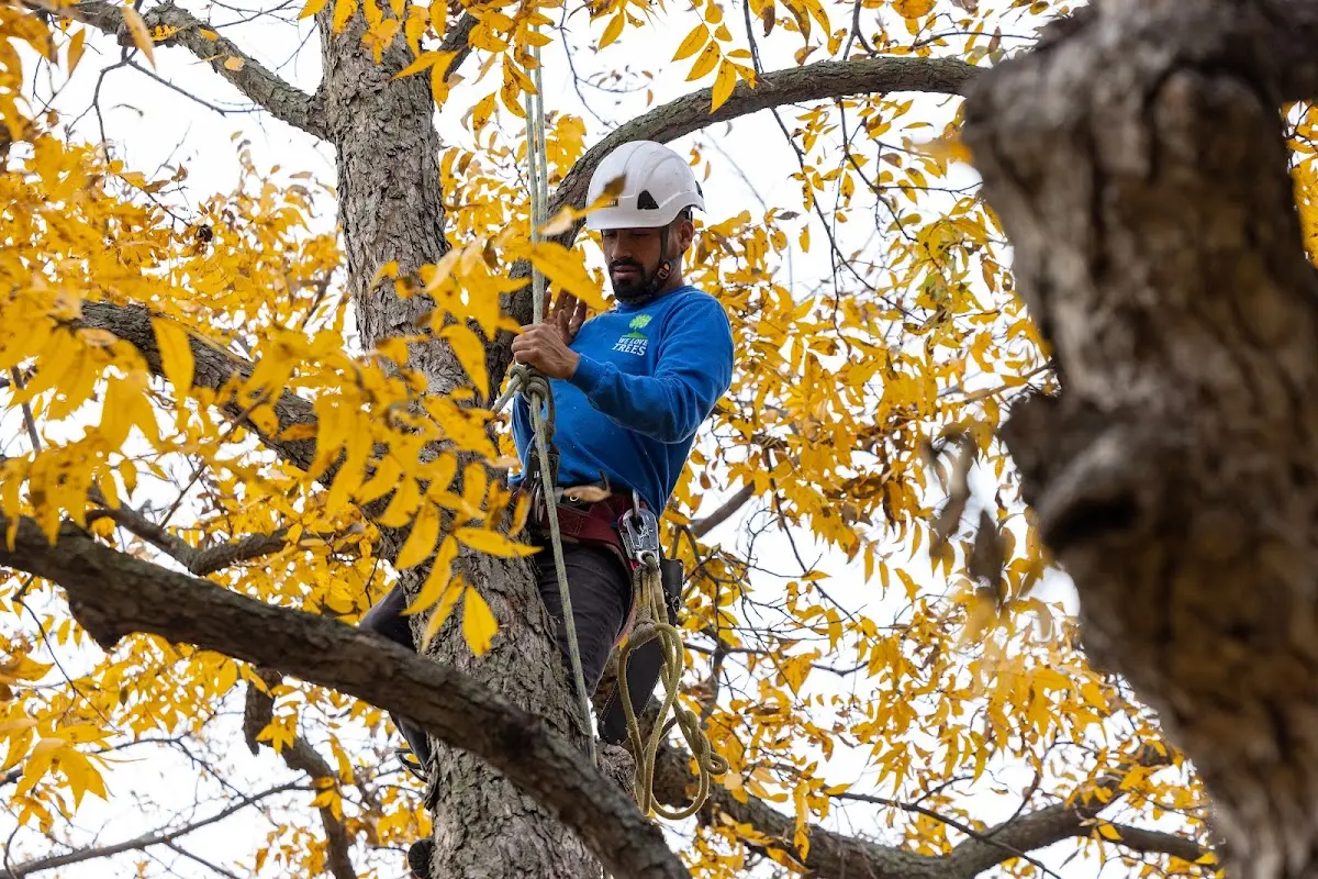 Skilled Tree Pruning crew working in Marbury