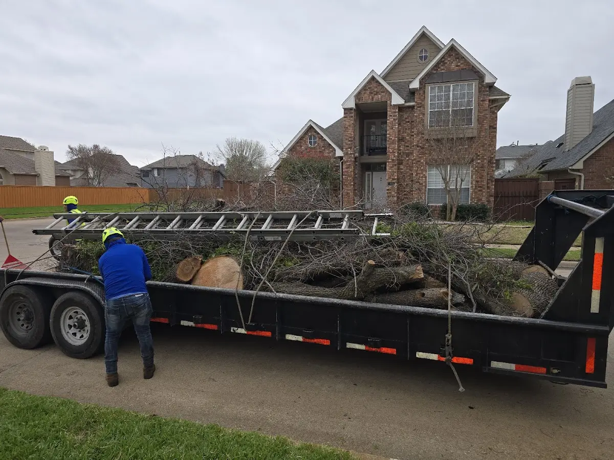 Expert Tree Pest Control with proper safety equipment in Marbury